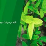 گیاه خزه برای کمبود آهن