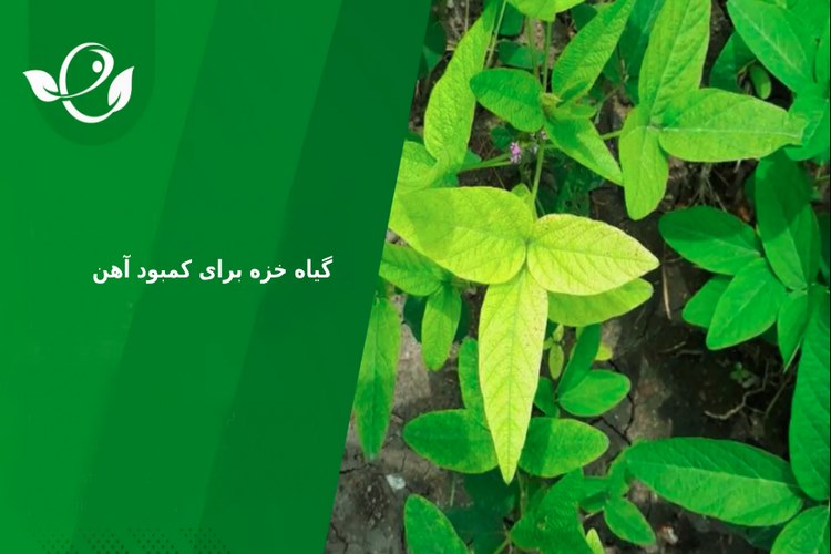 گیاه خزه برای کمبود آهن