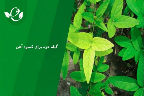 گیاه خزه برای کمبود آهن